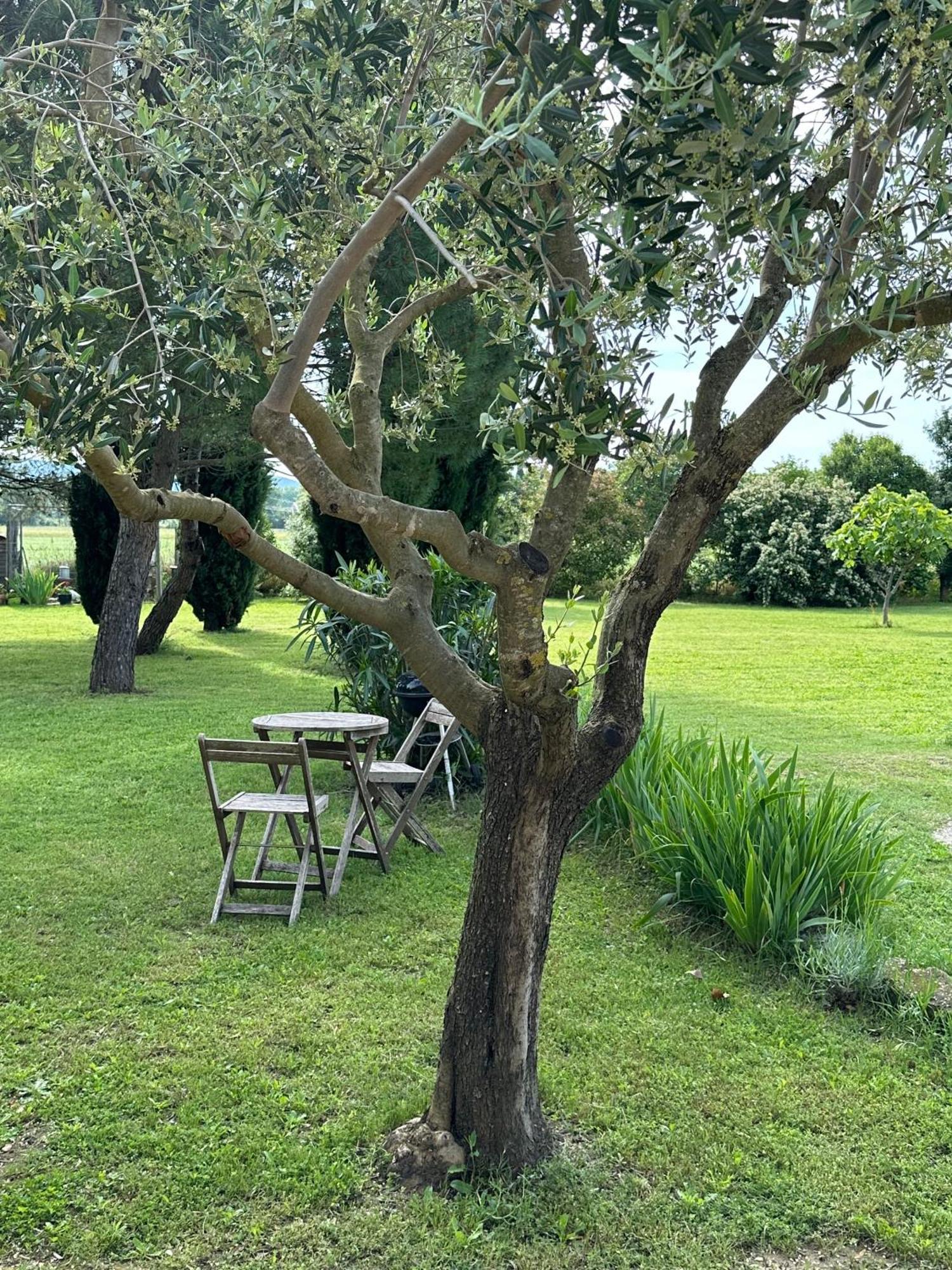 Maisonnette Independante Au Calme Dans Un Grand Jardin Châteauneuf-du-Rhône Extérieur photo